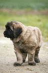 standing Leonberger