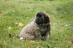 sitting Leonberger