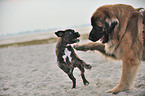 Leonberger and German Boxer