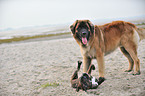 Leonberger and German Boxer