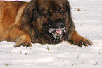 Leonberger eats snow