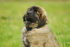 Leonberger puppy