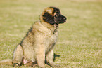 Leonberger puppy