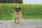 playing Leonberger