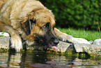 drinking Leonberger