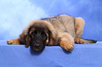 Leonberger puppy