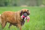 retrieving Leonberger