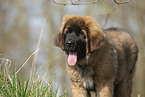 Leonberger puppy