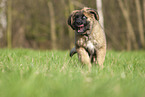 Leonberger puppy