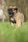 Leonberger puppy