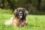 Leonberger at summer time