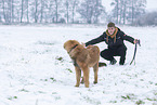 young Leonberger in snow