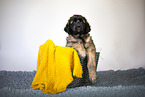 Leonberger Puppy