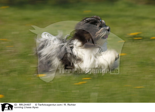 rennender Lhasa Apso / running Lhasa Apso / RR-24487