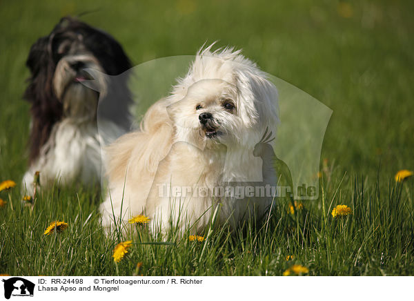 Lhasa Apso und Mischling / Lhasa Apso and Mongrel / RR-24498