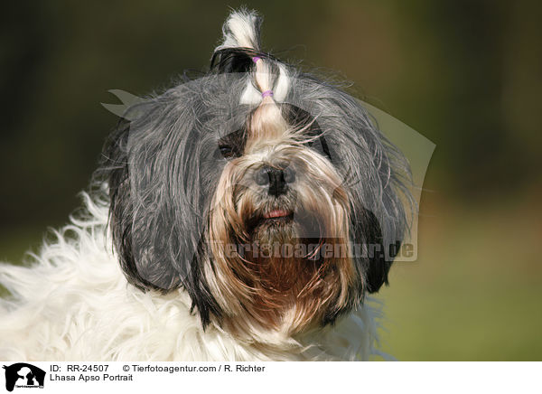 Lhasa Apso Portrait / Lhasa Apso Portrait / RR-24507