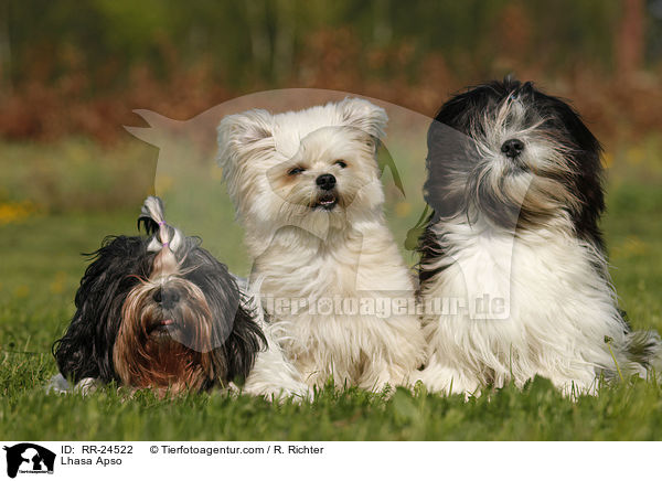 Lhasa Apso / Lhasa Apso / RR-24522