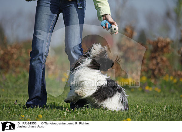 playing Lhasa Apso / RR-24553