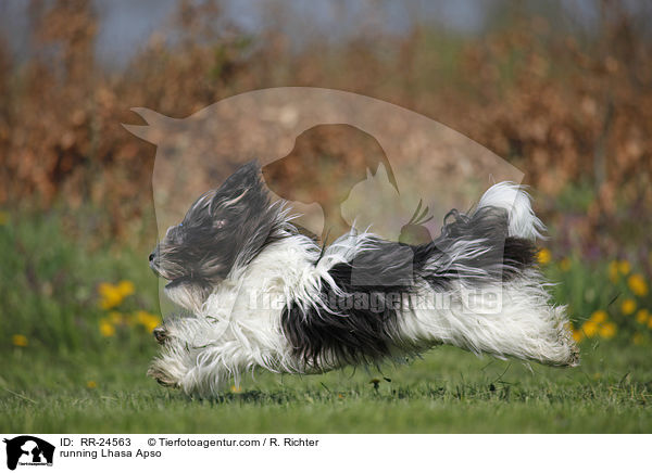 rennender Lhasa Apso / running Lhasa Apso / RR-24563