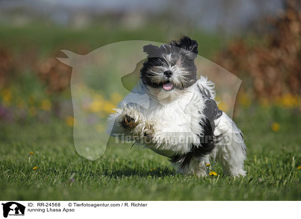 rennender Lhasa Apso / running Lhasa Apso / RR-24568