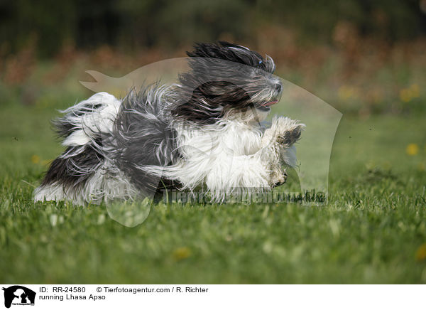 rennender Lhasa Apso / running Lhasa Apso / RR-24580