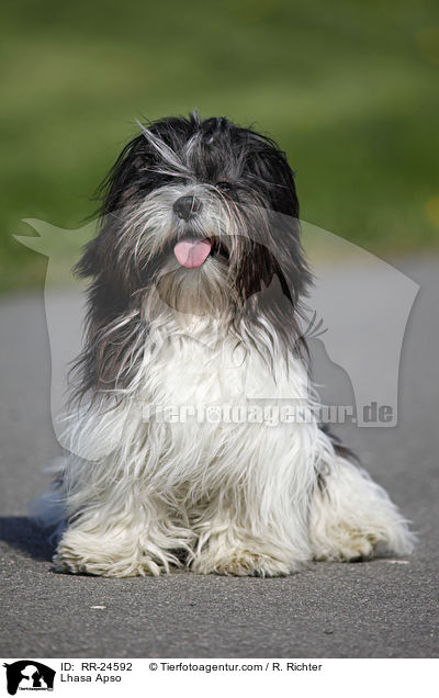 Lhasa Apso / Lhasa Apso / RR-24592