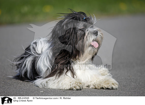 liegender Lhasa Apso / lying Lhasa Apso / RR-24595