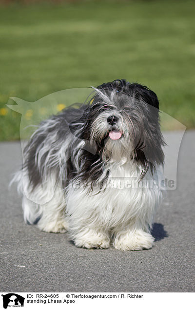 stehender Lhasa Apso / standing Lhasa Apso / RR-24605