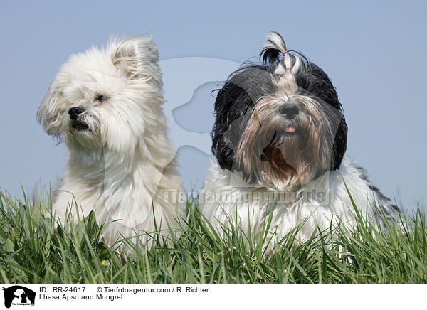 Lhasa Apso und Mischling / Lhasa Apso and Mongrel / RR-24617