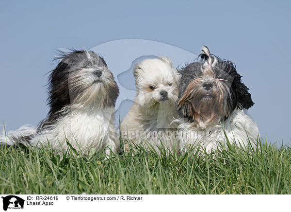 Lhasa Apso / Lhasa Apso / RR-24619