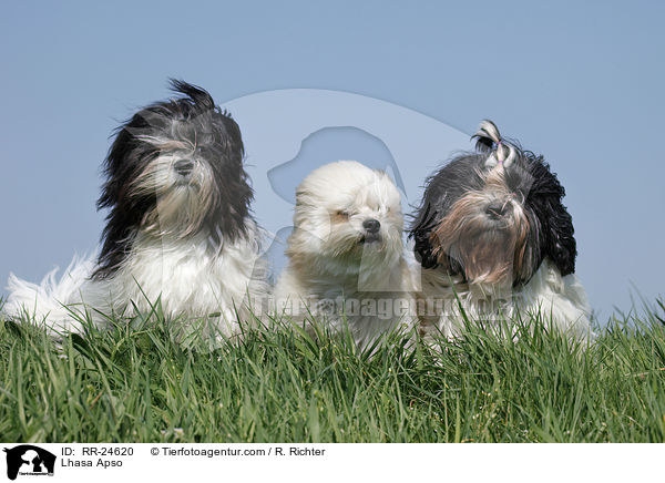 Lhasa Apso / Lhasa Apso / RR-24620