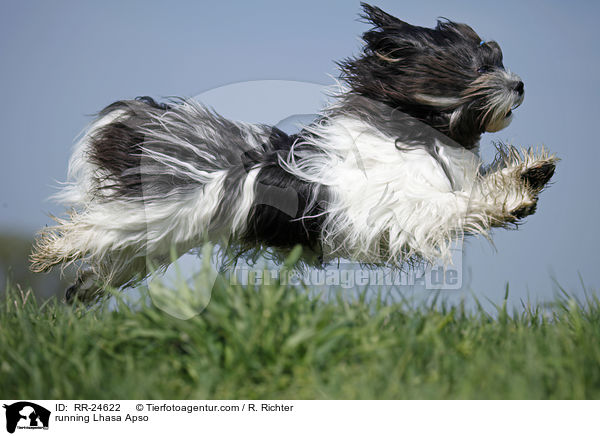 rennender Lhasa Apso / running Lhasa Apso / RR-24622