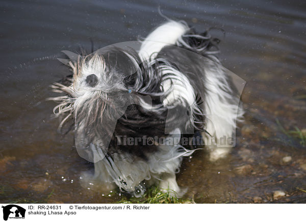 Lhasa Apso schttelt sich / shaking Lhasa Apso / RR-24631