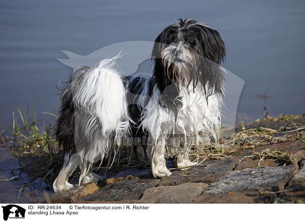 stehender Lhasa Apso / standing Lhasa Apso / RR-24634