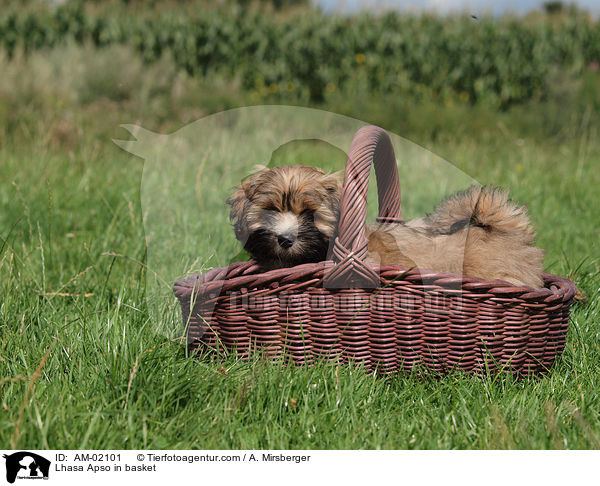 Lhasa Apso im Krbchen / Lhasa Apso in basket / AM-02101