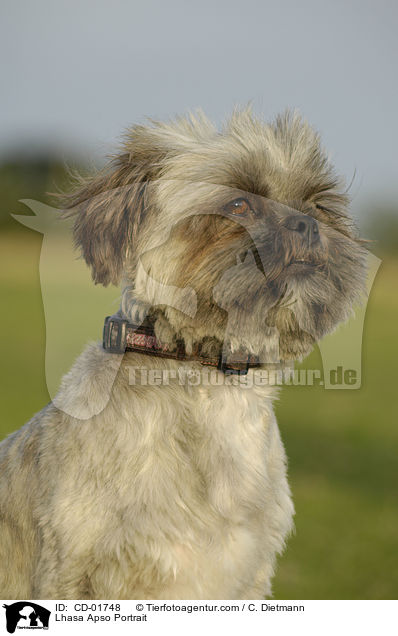 Lhasa Apso Portrait / Lhasa Apso Portrait / CD-01748