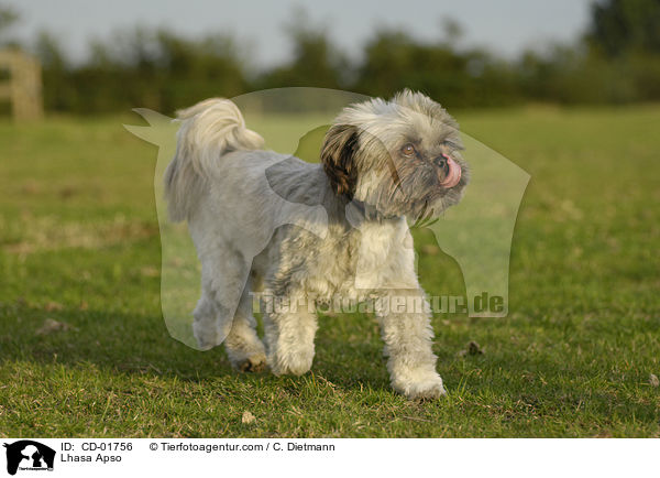 Lhasa Apso / Lhasa Apso / CD-01756