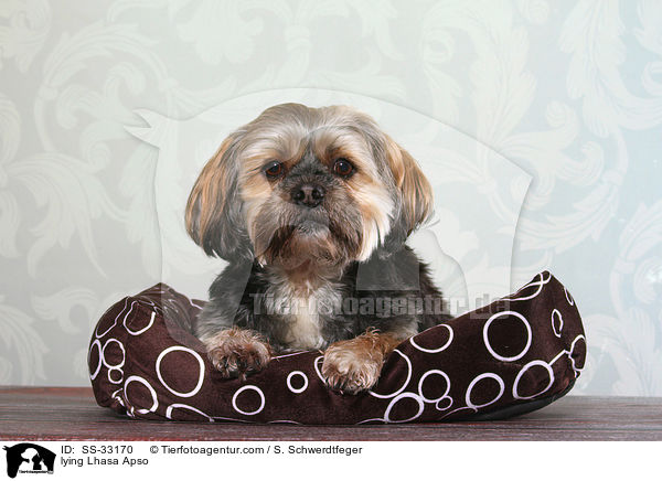 liegender Lhasa Apso / lying Lhasa Apso / SS-33170