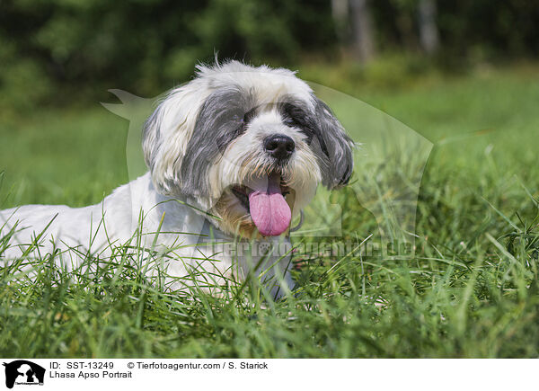 Lhasa Apso Portrait / Lhasa Apso Portrait / SST-13249