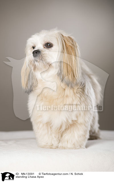 stehender Lhasa Apso / standing Lhasa Apso / NN-13091