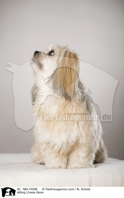 sitzender Lhasa Apso / sitting Lhasa Apso / NN-13098