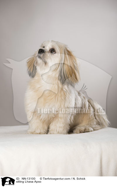 sitzender Lhasa Apso / sitting Lhasa Apso / NN-13100