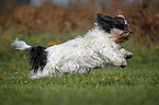 running Lhasa Apso