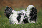 standing Lhasa Apso