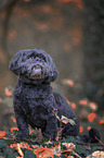 sitting Lhasa Apso