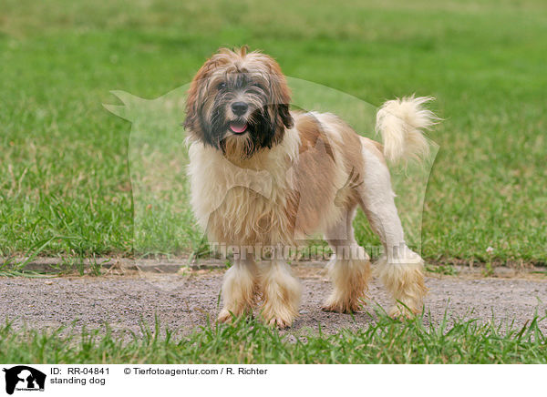 Lwchen im Stand / standing dog / RR-04841