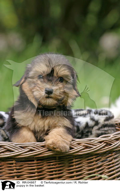 Lwchenwelpe im Krbchen / puppy in the basket / RR-04867