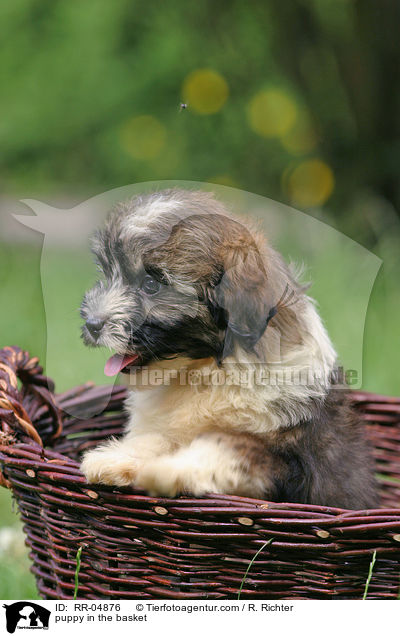 Lwchen Welpe im Krbchen / puppy in the basket / RR-04876