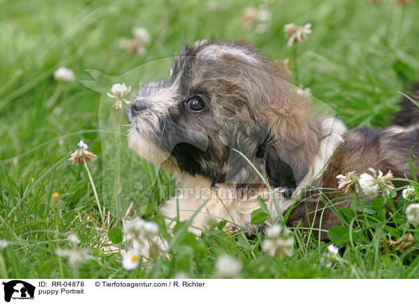 Lwchen Welpe / puppy Portrait / RR-04878