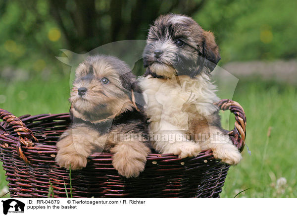 Lwchen Welpen im Krbchen / puppies in the basket / RR-04879